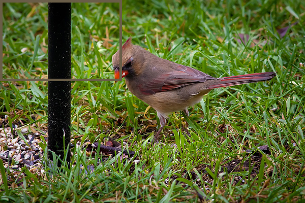 Female Cardinal.jpg